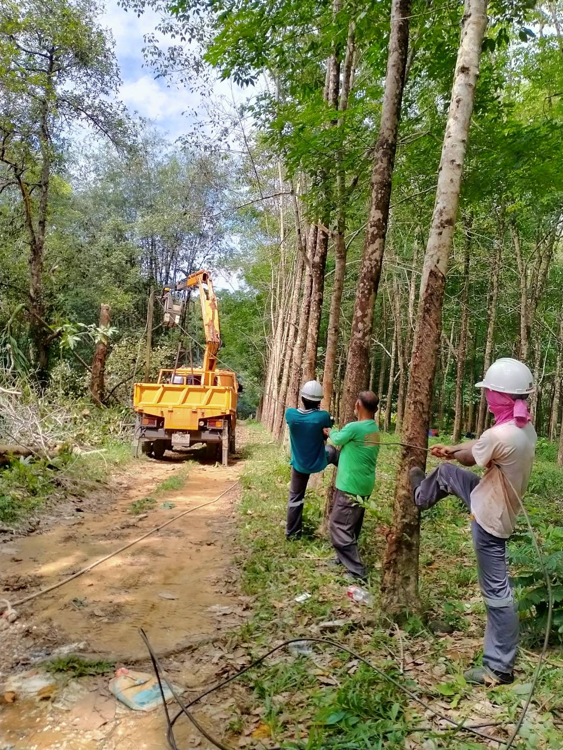 เทศบาลตำบลคึกคัก (งานป้องกันและบรรเทาสาธารณภัย) ร่วมกับการไฟฟ้าได้ดำเนินการตัดต้นไม้สายเขาวงหมู่3ตำบลคึกคัก อำเภอตะกั่วป่า จังหวัดพังงา