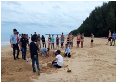 ต่ามะเฟืองวางไข่บริเวณชายหาดหน้าโรงแรมเขาหลักออคิด ตำบลคึกคัก จังหวัดพังงา