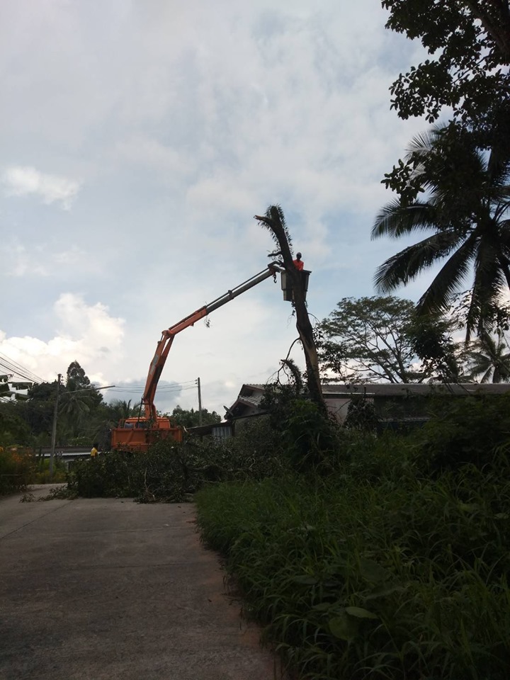 เทศบาลตำบลคึกคัก (งานป้องกันและบรรเทาสาธารณภัย) ดำเนินการตัดต้นไม้ หมู่ที่ 3